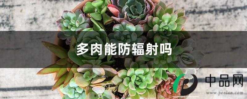 多肉能防辐射吗? 多肉能防辐射吗?