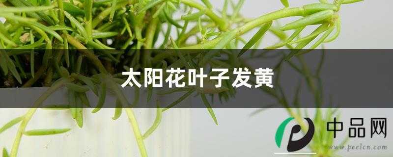 太阳花黄叶的原因和处理办法 太阳花黄叶的原因和处理办法