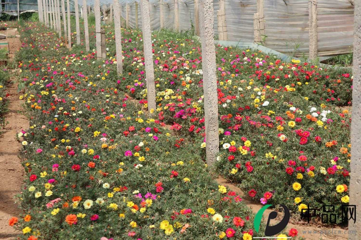 太阳花 太阳花