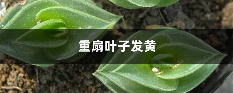 重扇黄叶的原因和处理办法 重扇黄叶的原因和处理办法