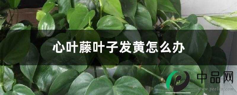 心叶藤叶子发黄怎么办 心叶藤叶子发黄怎么办