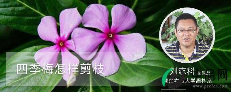 四季梅怎样剪枝 四季梅怎样剪枝