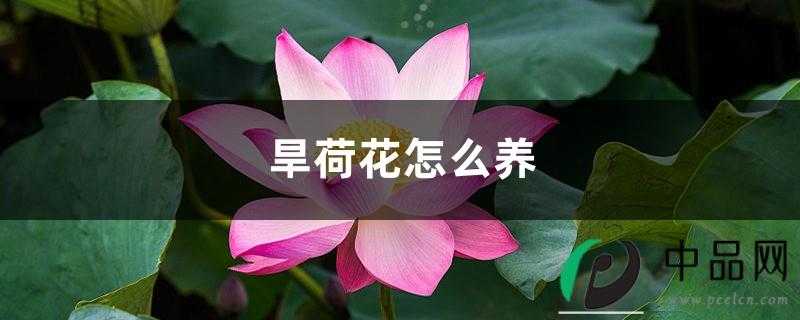 旱荷花怎么养 旱荷花怎么养