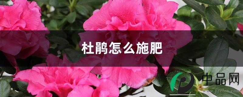 杜鹃怎么施肥 杜鹃怎么施肥