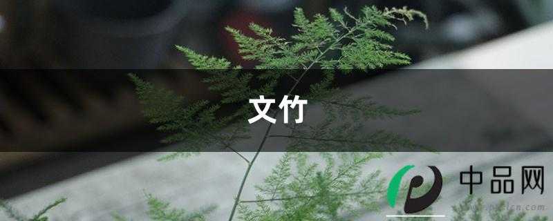 一张扑克牌,文竹毫发无伤变2盆,简直神操作! 一张扑克牌,文竹毫发无伤变2盆,简直神操作!
