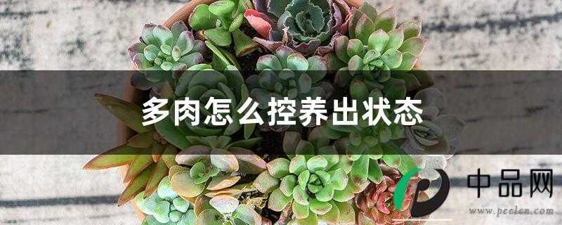 多肉怎么控养出状态 多肉怎么控养出状态