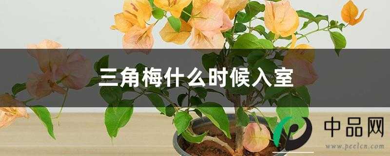 三角梅什么时候入室 三角梅什么时候入室