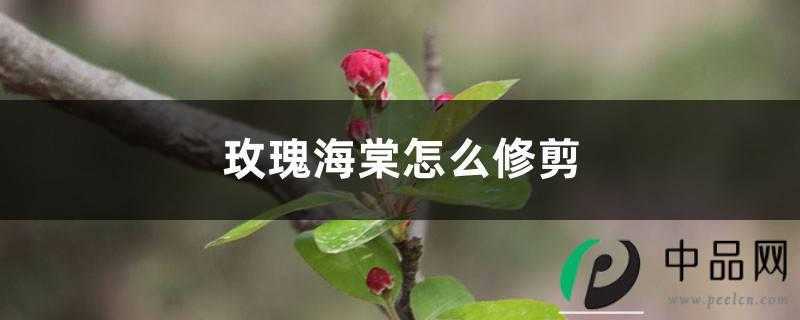 玫瑰海棠怎么修剪,什么时候剪枝 玫瑰海棠怎么修剪,什么时候剪枝