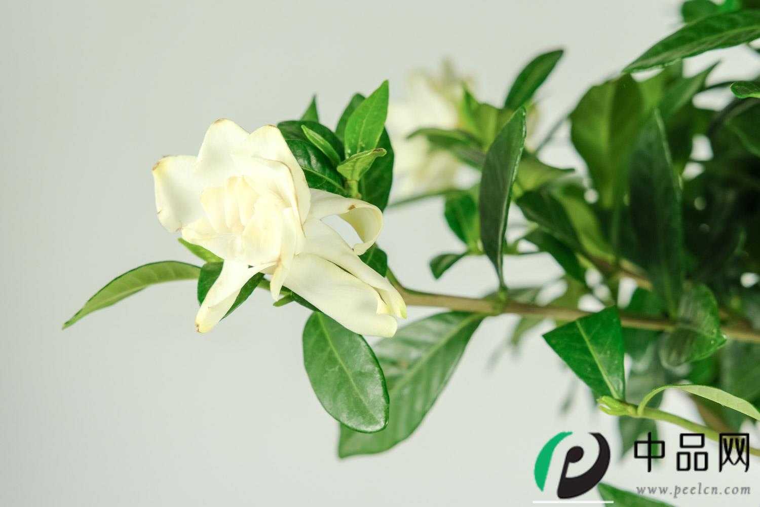 栀子花 栀子花
