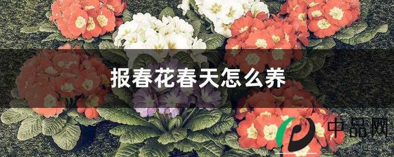 报春花春天怎么养 报春花春天怎么养