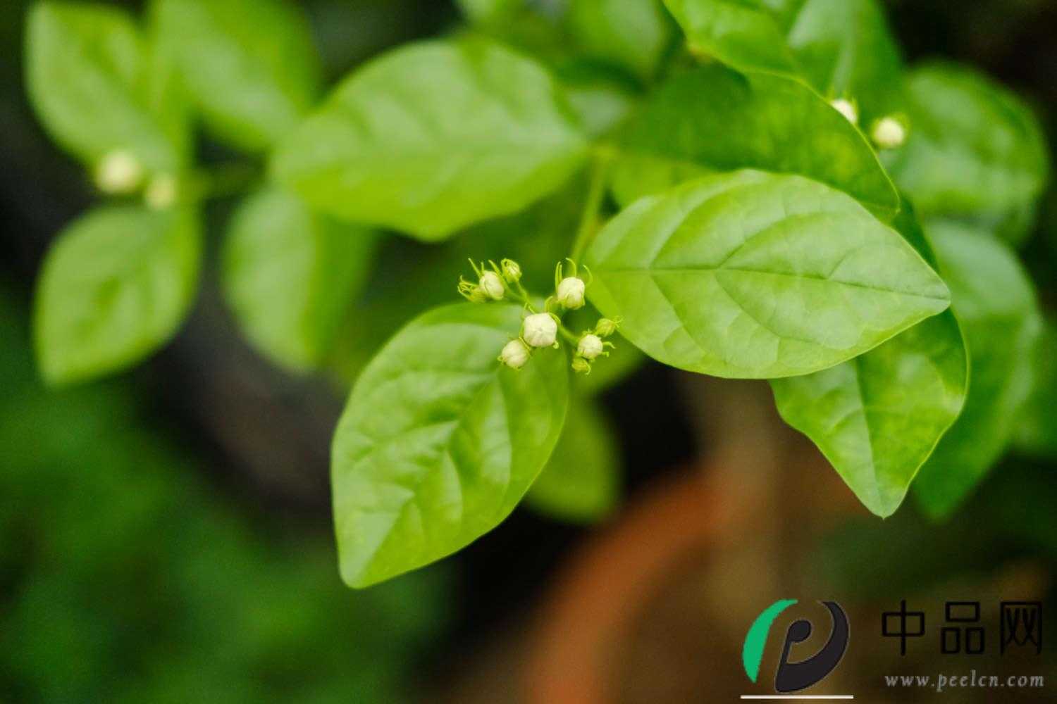 茉莉 茉莉