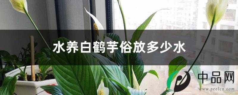 水养白鹤芋需放多少水 水养白鹤芋需放多少水