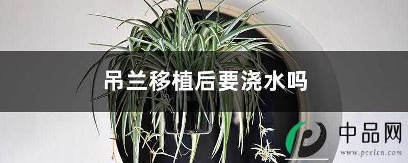 吊兰移植后要浇水吗 吊兰移植后要浇水吗