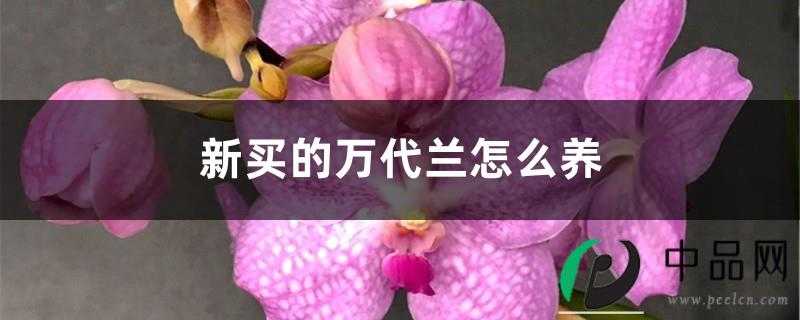 新买的万代兰怎么养 新买的万代兰怎么养