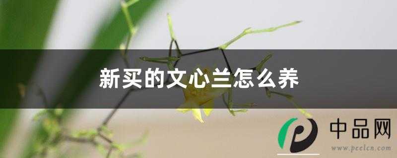 新买的文心兰怎么养 新买的文心兰怎么养