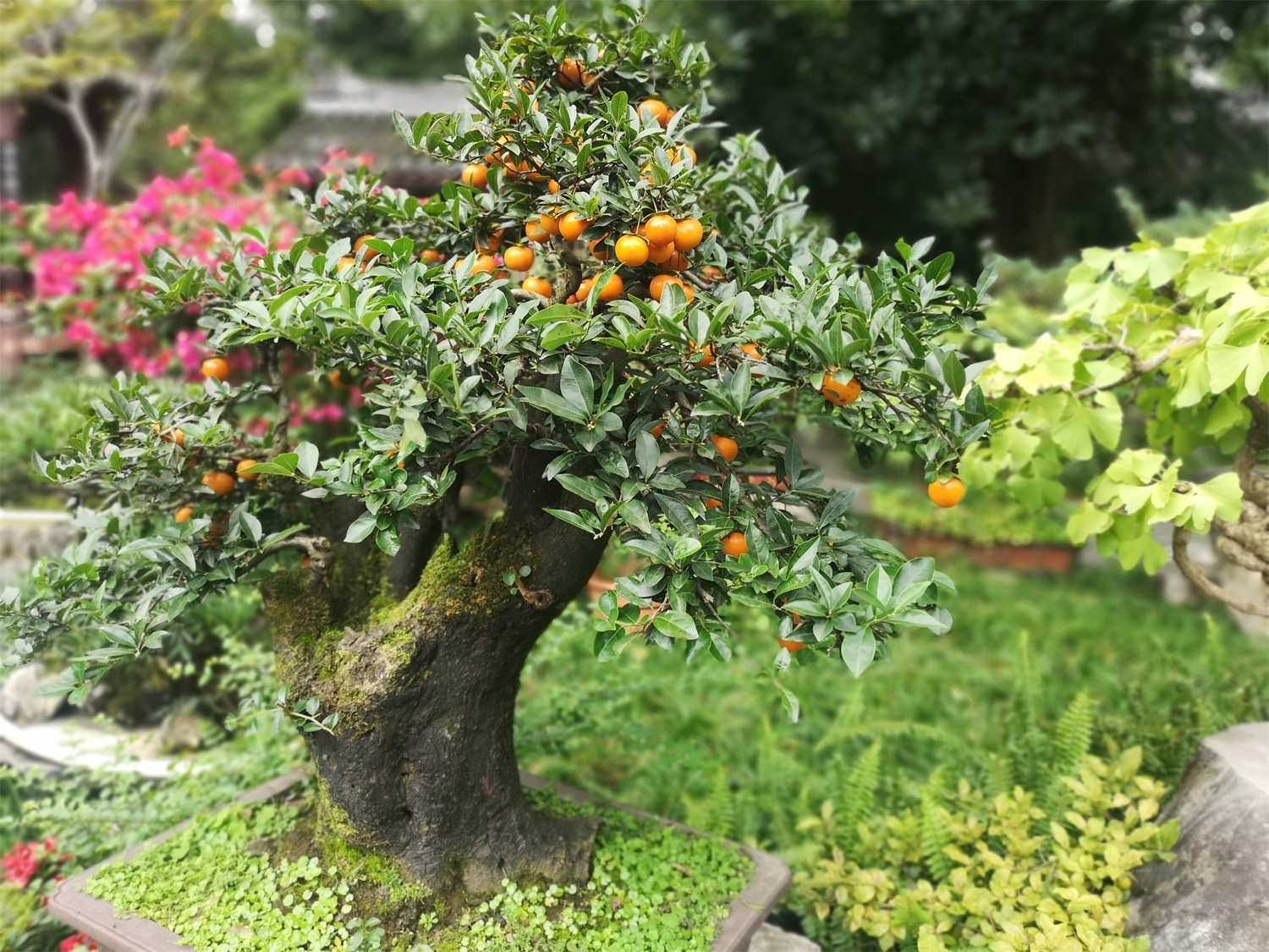 金弹子 金弹子
