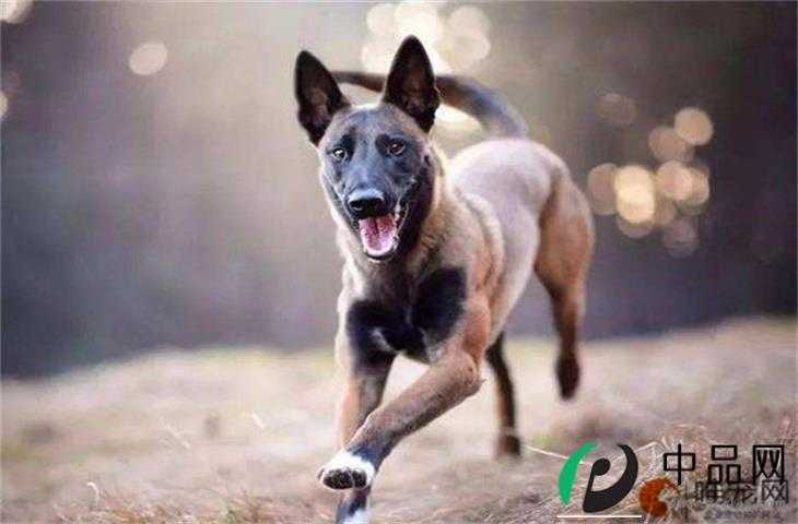 马犬怎么养 喜欢主人的表现有哪些