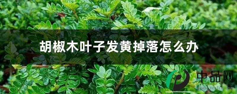 胡椒木叶子发黄掉落怎么办