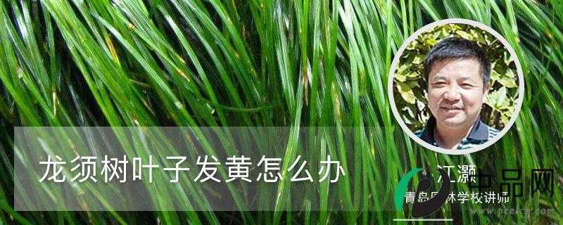 龙须树叶子发黄怎么办
