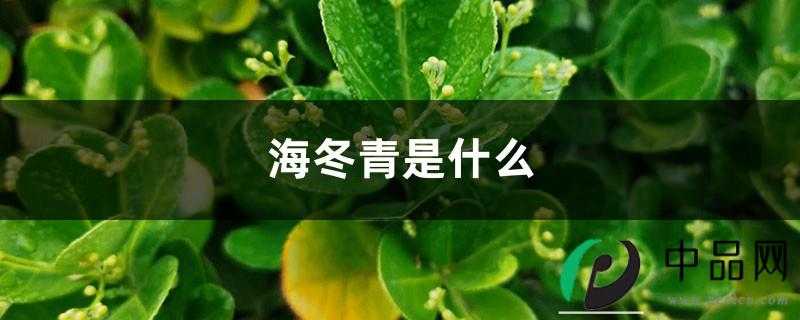 海冬青是什么