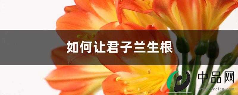 如何让君子兰生根