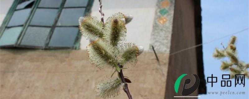 棉花柳怎么养