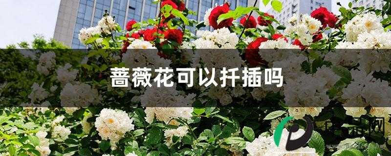 蔷薇花可以扦插吗