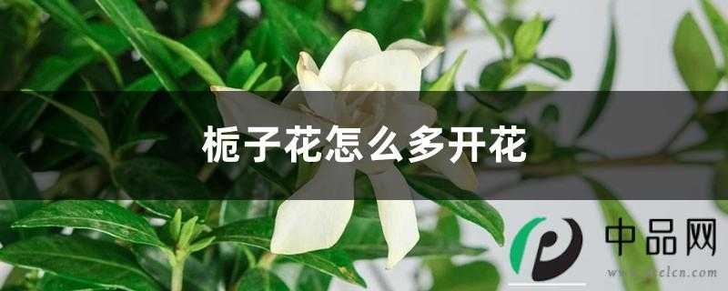 栀子花怎么多开花