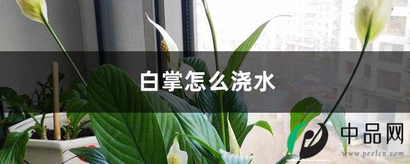 白掌怎么浇水