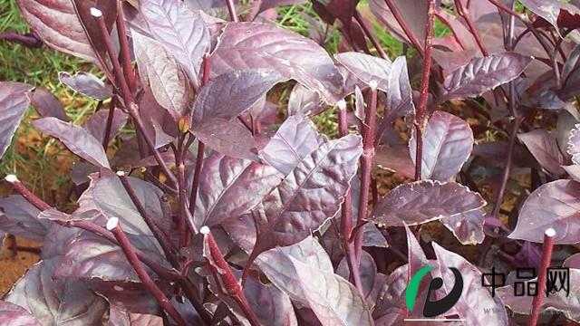 大叶红草怎么养