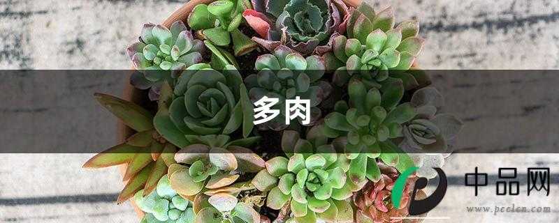 多肉盆底垫了它，天再热也不怕死，越养越爆盆！