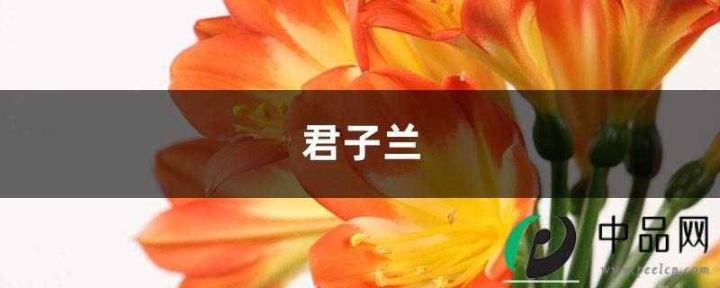 长寿君子兰……夏季连开30朵，为啥她家的花不休眠！