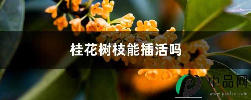 桂花树枝能插活吗