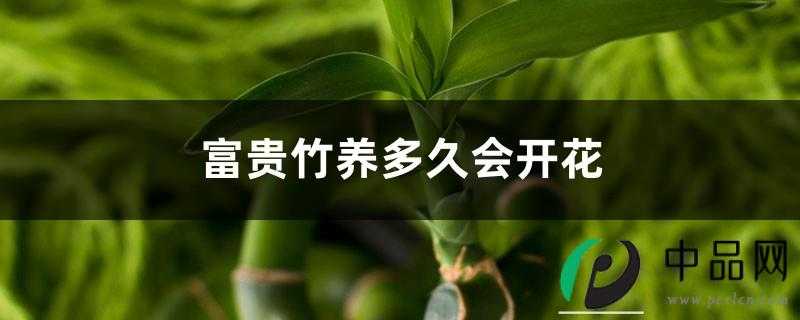 富贵竹养多久会开花，怎么养才能开花