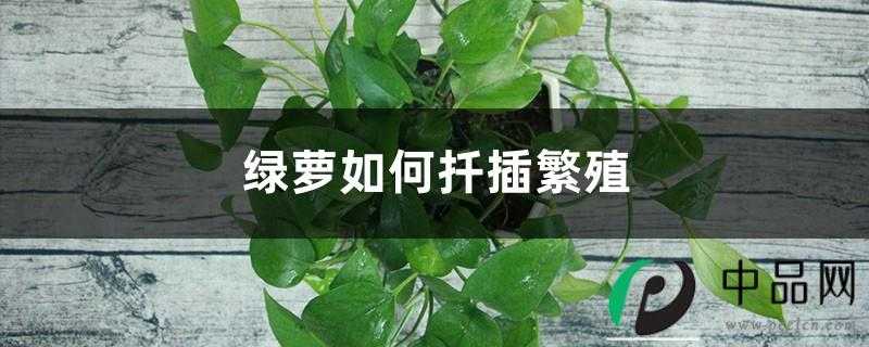 绿萝如何扦插繁殖，几月份扦插最好