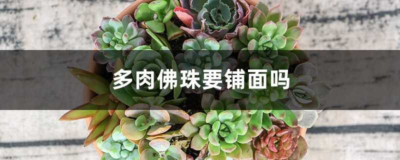 多肉佛珠要铺面吗