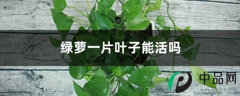 绿萝一片叶子能活吗，可以水培生根繁殖吗