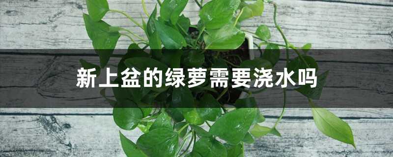 新上盆的绿萝需要浇水吗
