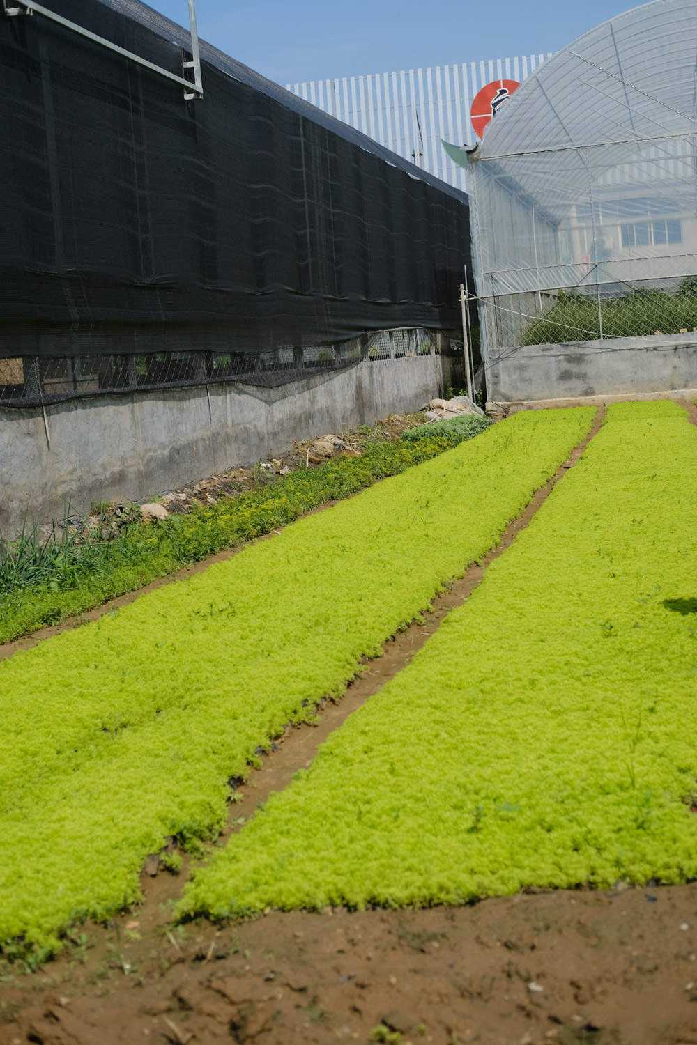黄金万年草