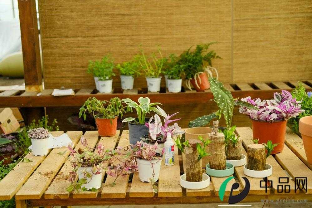花卉
