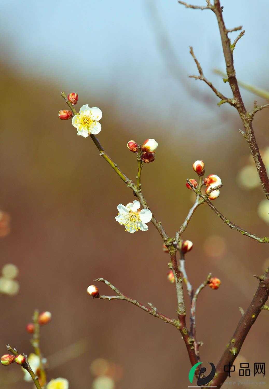 梅花