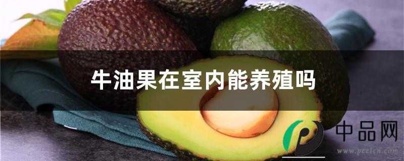 牛油果在室内能养殖吗，盆栽牛油果的养殖方法