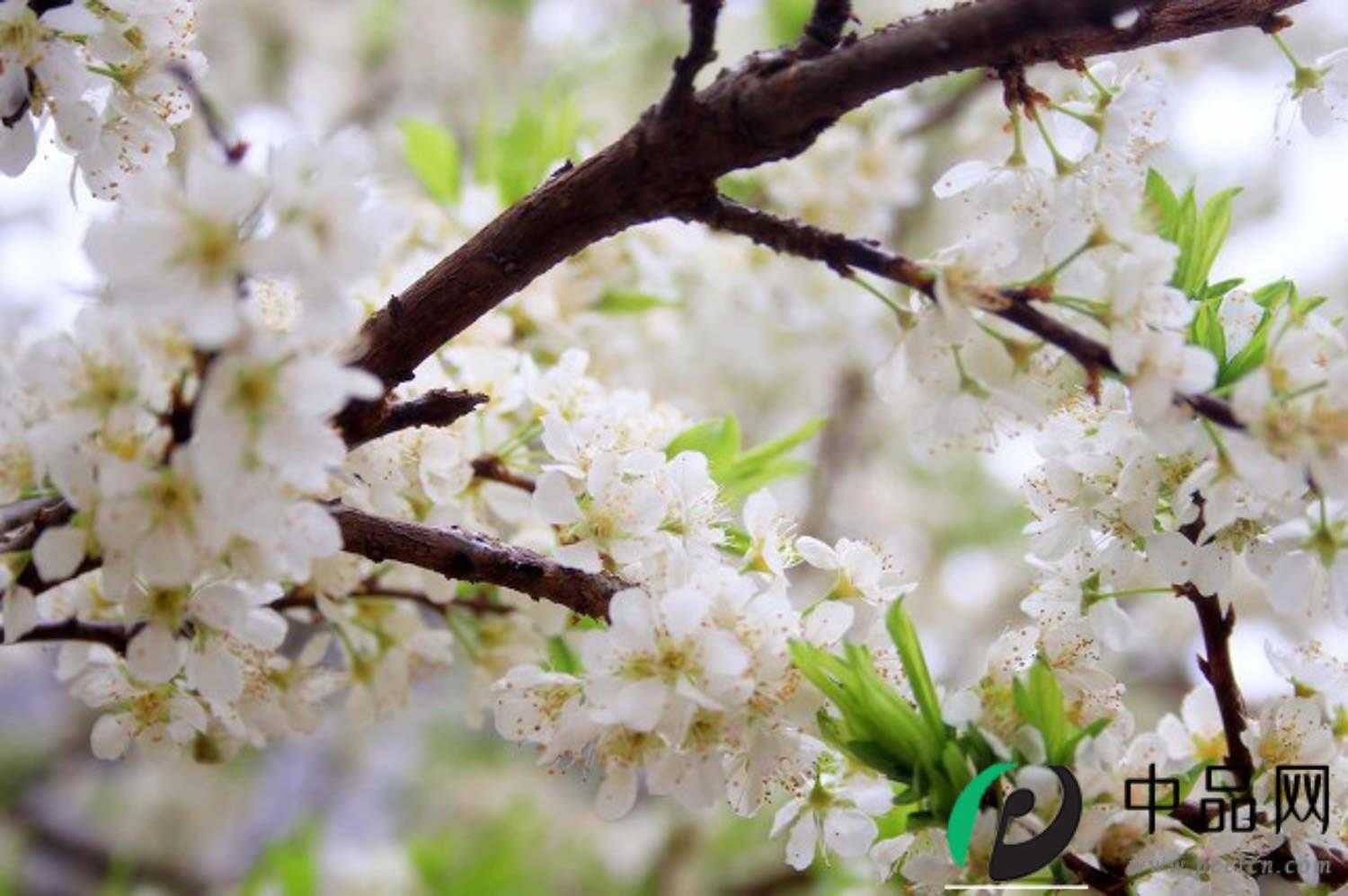 梅花