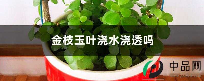 金枝玉叶浇水浇透吗，浇水多了怎么办
