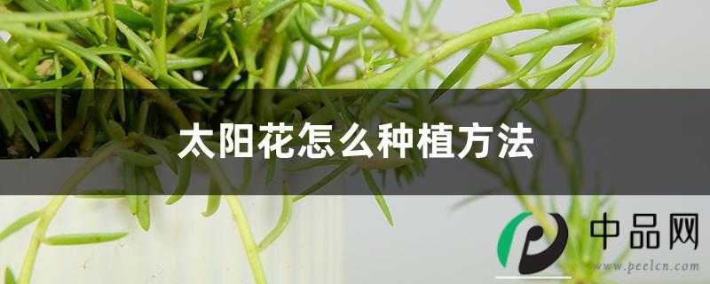 太阳花怎么种植方法，种植季节