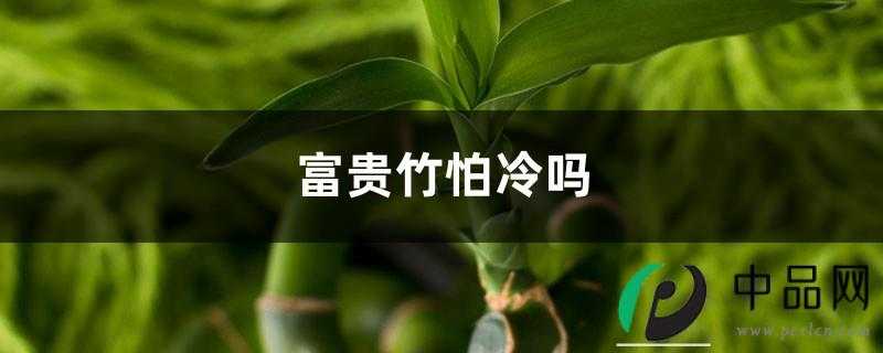 富贵竹怕冷吗，富贵竹怕阳光晒吗