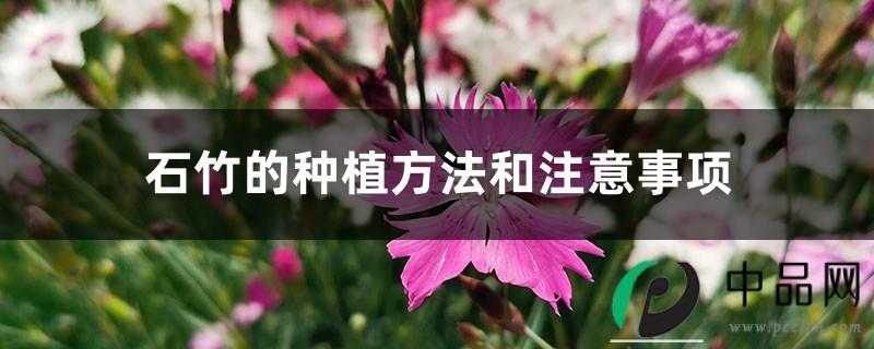 石竹的种植方法和注意事项