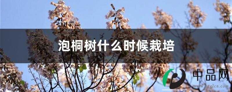 泡桐树什么时候栽培，栽培与管理