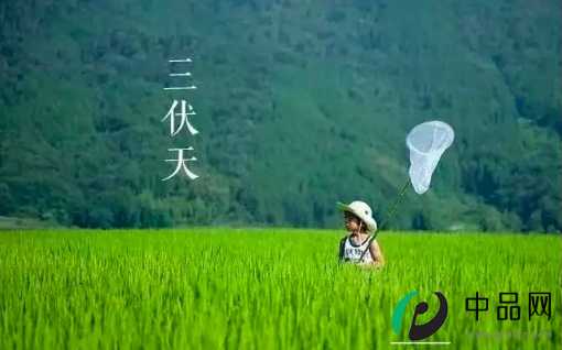 2024三伏天是几号到几号2